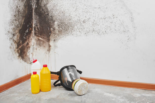 Best Black Mold Removal  in Beebe, AR