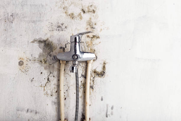 Best Professional Mold Removal  in Beebe, AR