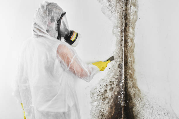 Best Toxic Mold Removal  in Beebe, AR