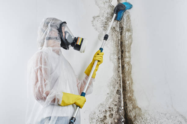 Best Fast Mold Removal  in Beebe, AR