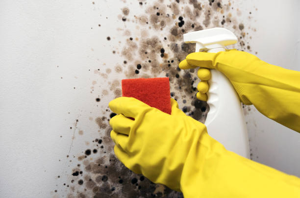 Best Residential Mold Removal  in Beebe, AR