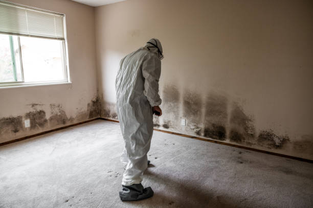Best Certified Mold Removal  in Beebe, AR