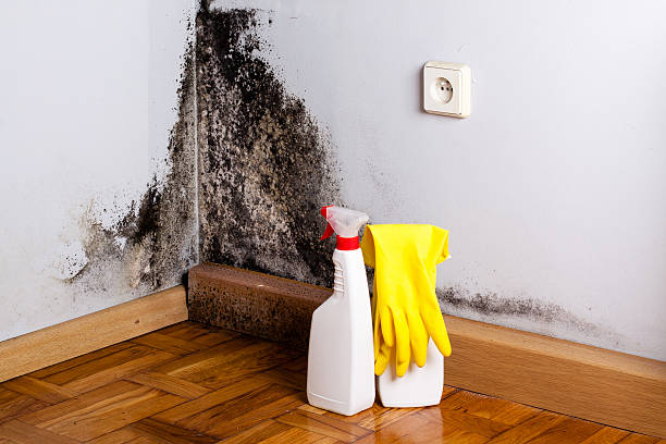 Best Black Mold Removal  in Beebe, AR
